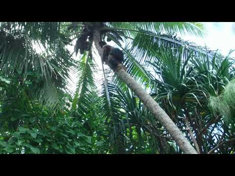 Koka Lagoon Cruise,tree climbing