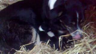 preview picture of video 'Border collie pups, Pilmuir, Newton Mearns 2009'