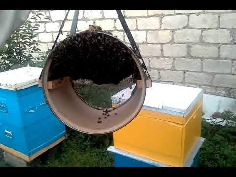 КАК ЗАСЕЛИТЬ РОЙ ПЧЕЛ В УЛЕЙ- НАСЫПОМ #Beekeeping