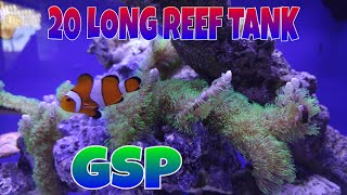 How to setup a 20 gallon long reef tank, Green Star Polyp GSP growing