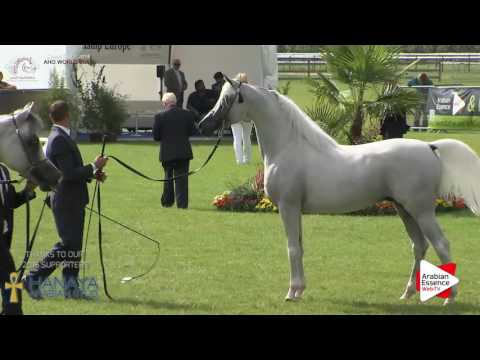 Chantilly 2016 AHO World Cup - CLASS  16 - Stallions Championship