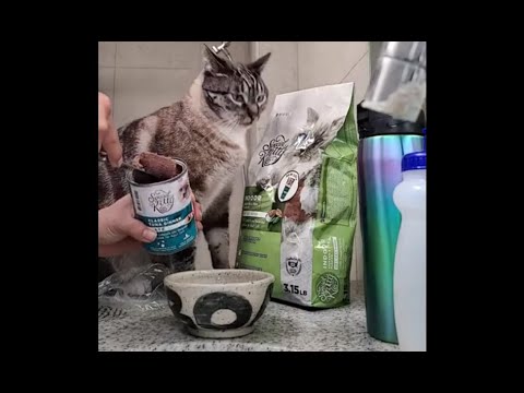 Special Kitty Indoor Formula Chicken & Pea Recipe Dry Cat Food Walmart