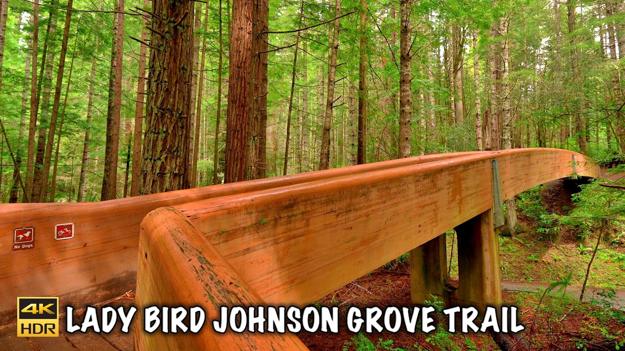 The Lady Bird Johnson Grove Trail 🌿 ( RAIN & FOGGY ) Redwood National and State Parks 4K 60 FPS