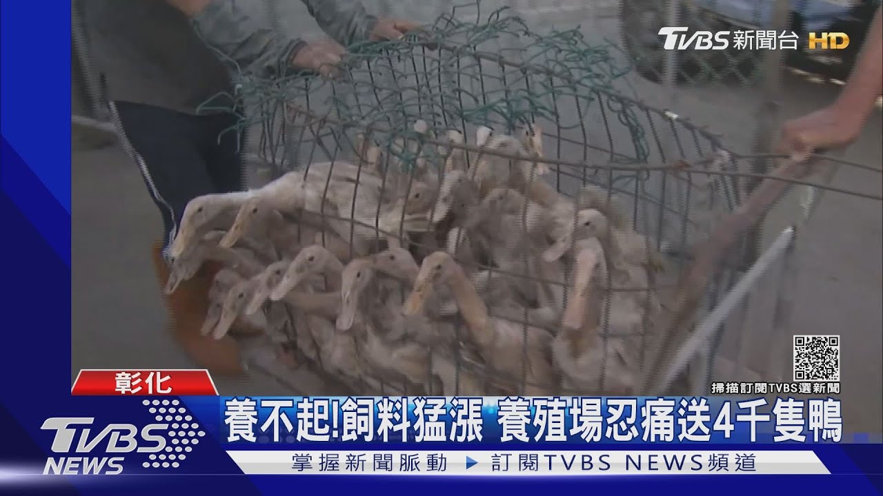 養不起！飼料猛漲　養殖場忍痛送4千隻鴨