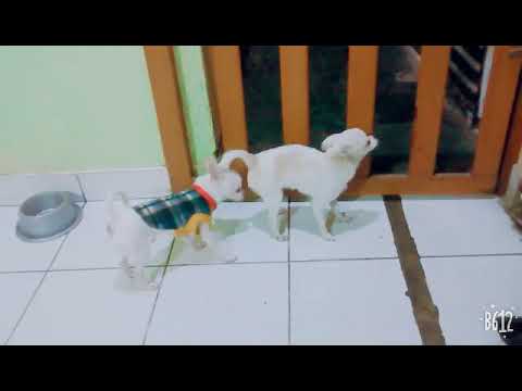 Chihuahua Tea Cup 14 Cm A La Cruz Brinda Servicio De Monta////// PADRILLO