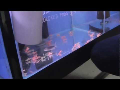 TS_RS - S3E10: How Much Are Those Frogs in the Window?