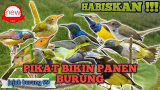Download lagu Suara Pikat Auto Panen Burcil😱 Kombinasi Anakan Sogon, Prenjak Kepala Merah, Kolibri Kelapa‼️ mp3