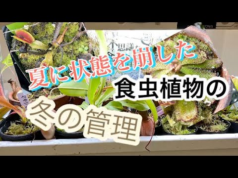 インセクトホテルは、特定の昆虫が冬に避難できるようにするのに最適です