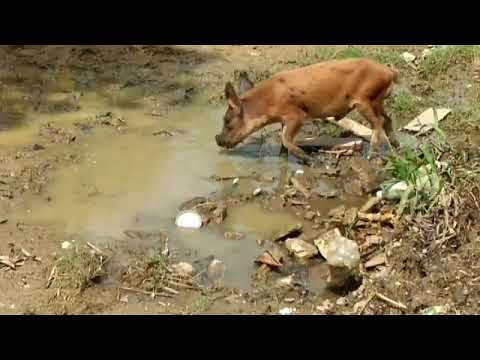 Sin oficio sistema solar