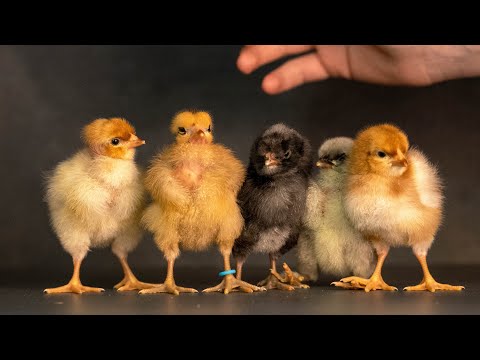 So geht Küken Aufzucht Tag 0 - 3 bei Dr. Bene im Feb. 2023