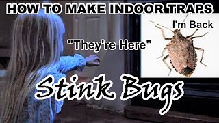 STINK BUG TRAPS, How to make Traps and where to set them to catch these Flying Pest from your Home.
