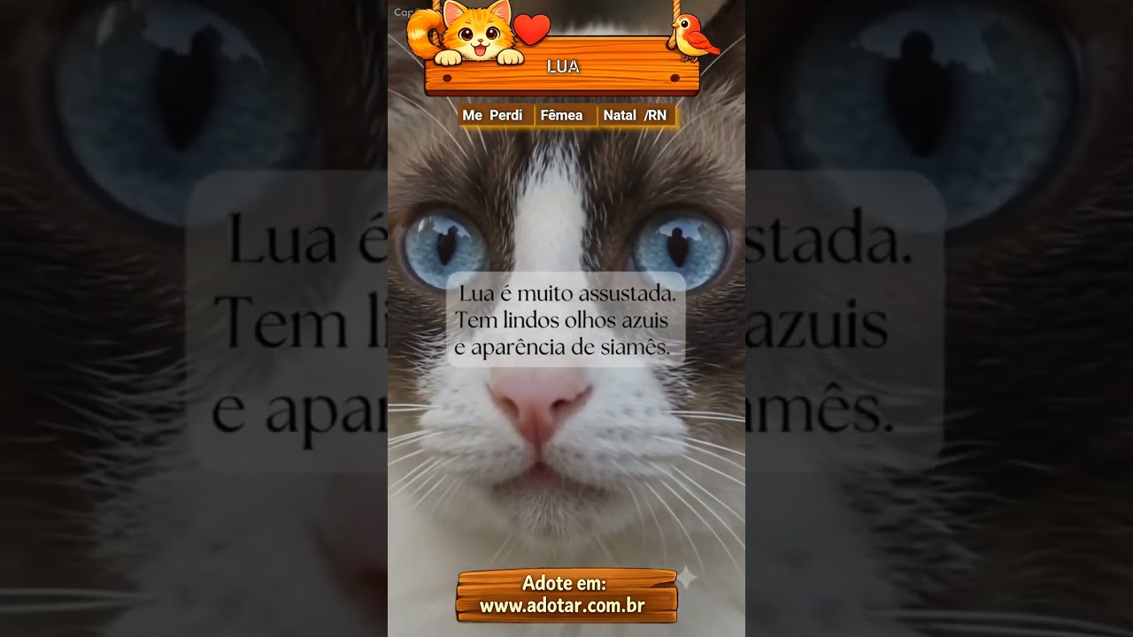 Gato raça Siamês idade 6 ou mais anos nome LUA
