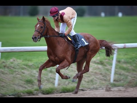 Dortmund: Preis der Turffreunde Baden e.V (D) - Sieger: Königsadler