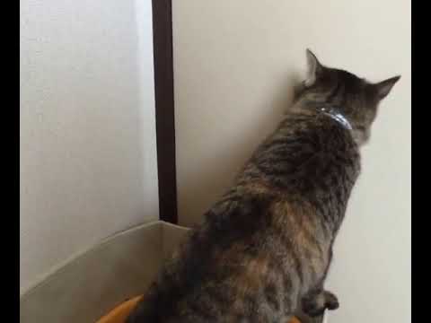 Why Does Cat Scratch The Wall Poop   排泄後、壁をカリカリ運動