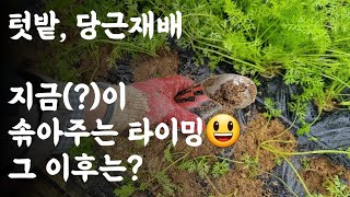 당근, 지금이 솎아주는 타이밍 