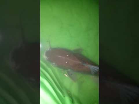 download lagu mp3 mp4 Southern Pets, download lagu Southern Pets gratis, unduh video klip Southern Pets