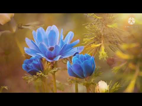 relaxing nature music, beautiful Flowers music,piano music, relaxing music, romance music,