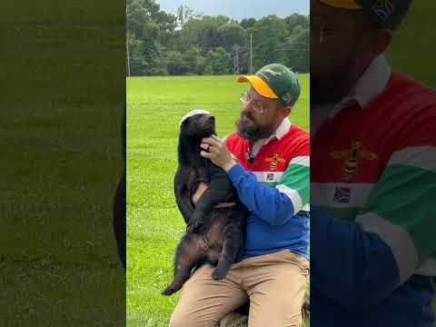 The biggest blessing! 🦡🤍 #honeybadger #animallover