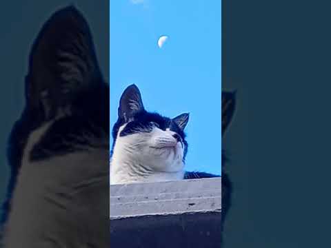 La Gata y la Luna🌜