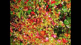 Four Tet ‎– SW9 9SL