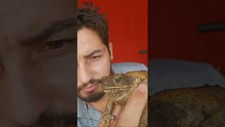 Nunca jogue sal em um sapo cururu