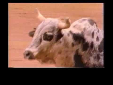 RDVideo - The American Bullfighter II