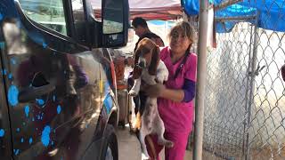 Thanksgiving Meximutts: 21 Homeless Dogs from Mexico Saved!