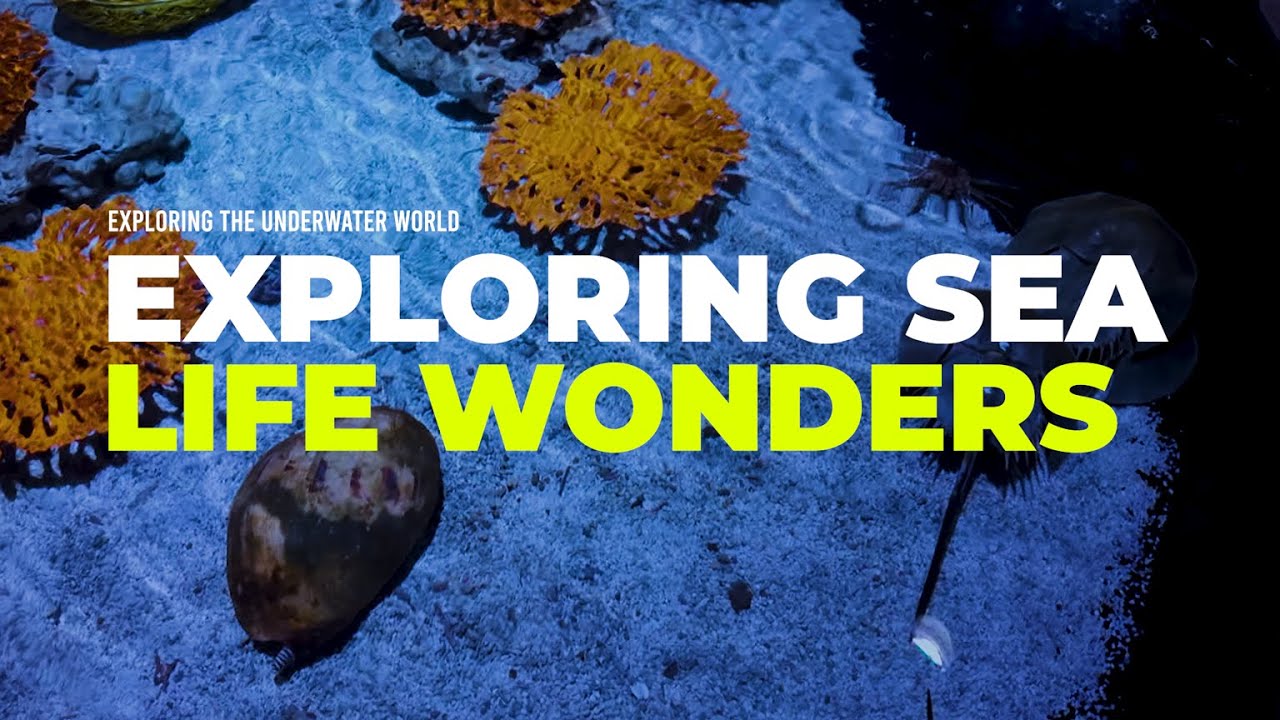 Discover the captivating highlights of The Shore Oceanarium.