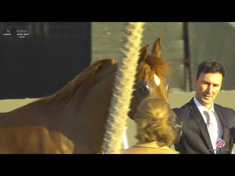 N 174 ORFA D'ARAB K A   Al Shiraa International Arabian Horse Show 2020