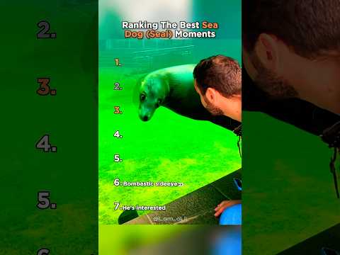 Top 7 Sea Dog Moments That Made Us Laugh!