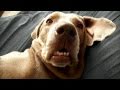Snoring Dog Farts And Wakes Its Self Ha Ha Omg