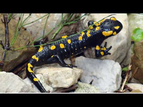 Woordenschat - De dierenhuid (de vacht, de schubben, de veren)