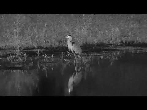 Djuma: Grey Heron - 21:41 - 03/04/20