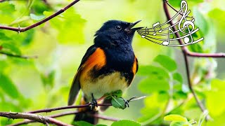 BirdSongs - Birds Singing in the Forest with Relax Music to Sleep