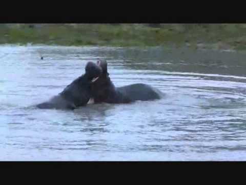 New Male Hippo arriving at Djuma before the fighting begins on Dec 30, 2014