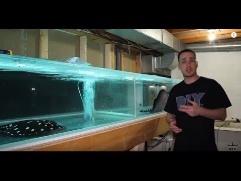 My aquarium update: Freshwater stingray birth