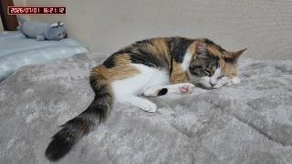三毛猫フミちゃん　 LIVE配信　2026年7月1日