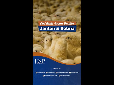 , title : 'CIRI BULU AYAMBROILER JANTAN & BETINA #shorts #peternakanayam #broiler #chickenfarm #peternakan'