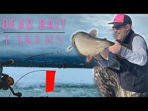 How to Set Up Dead Bait Rigs for BIG Lake Trout
