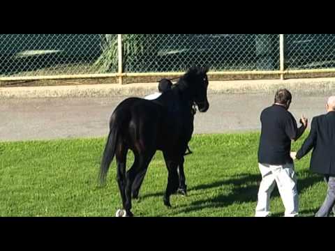 Belmont Park, 4/5/2016 - Race 4 - ASSURANCE - Jason Miller