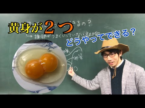生物生産学科 二黄卵はどうしてできるの？【身近な食品の疑問３】
