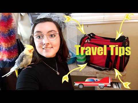 Travel Tips With Birds