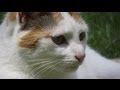 Purring Cat - Soothing, Peaceful, Relaxing ...