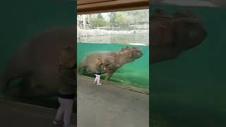 Hippo rock and roll.