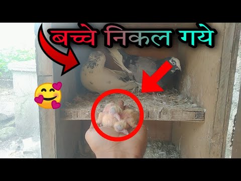 कबूतर के दो बच्चे निकल गये 😍23/9/2022#highflyerpigeon #hm29yavatmal #pigeon @petlovermh29