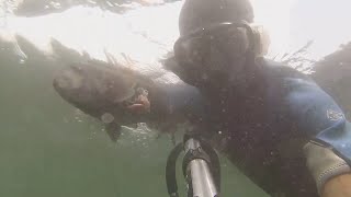 preview picture of video 'GoPro Spear fishing Manasquan inlet NJ-play in HD'