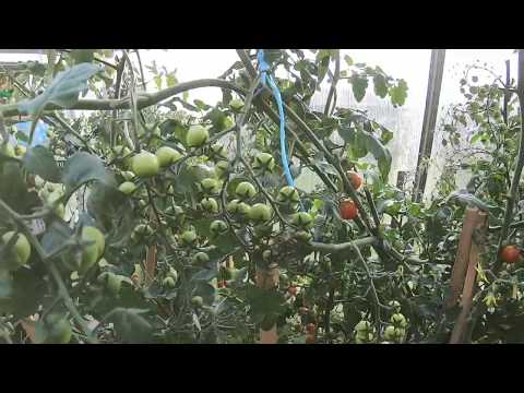 Co nám roste ve skleníku