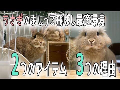 ウサギが私に放尿するのはなぜですか?