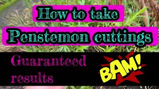 How to take Penstemon cuttings Guaranteed results part 1