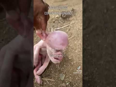 , title : 'Nace un cerdo con cara de humano'